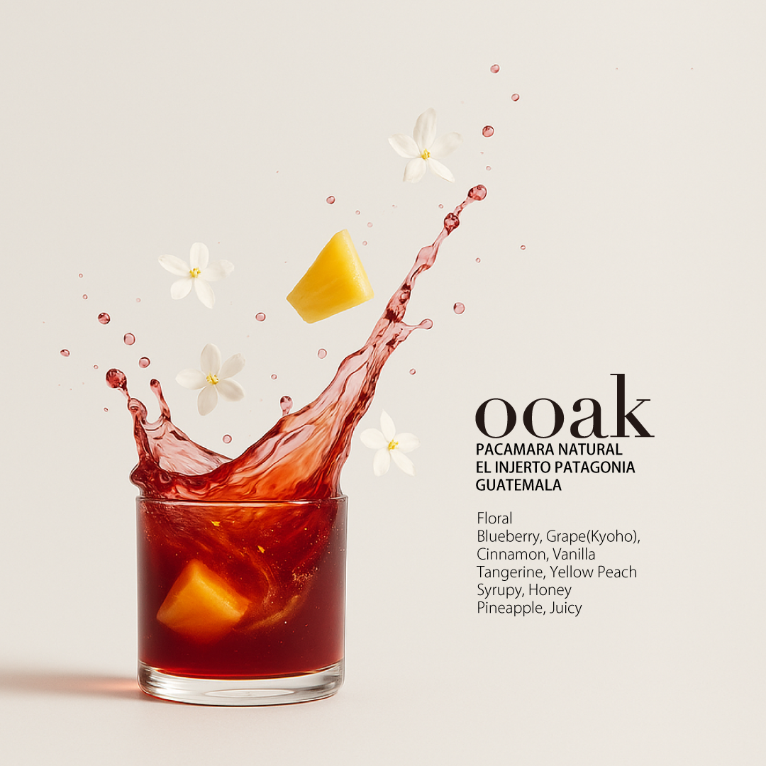 【GUATEMALA】EL INJERTO Patagonia Pacamara Natural