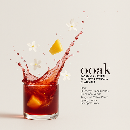 【GUATEMALA】EL INJERTO Patagonia Pacamara Natural