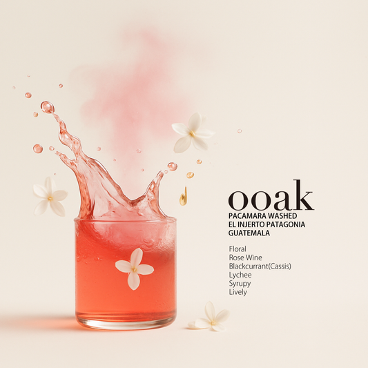 【GUATEMALA】EL INJERTO Patagonia Pacamara Washed